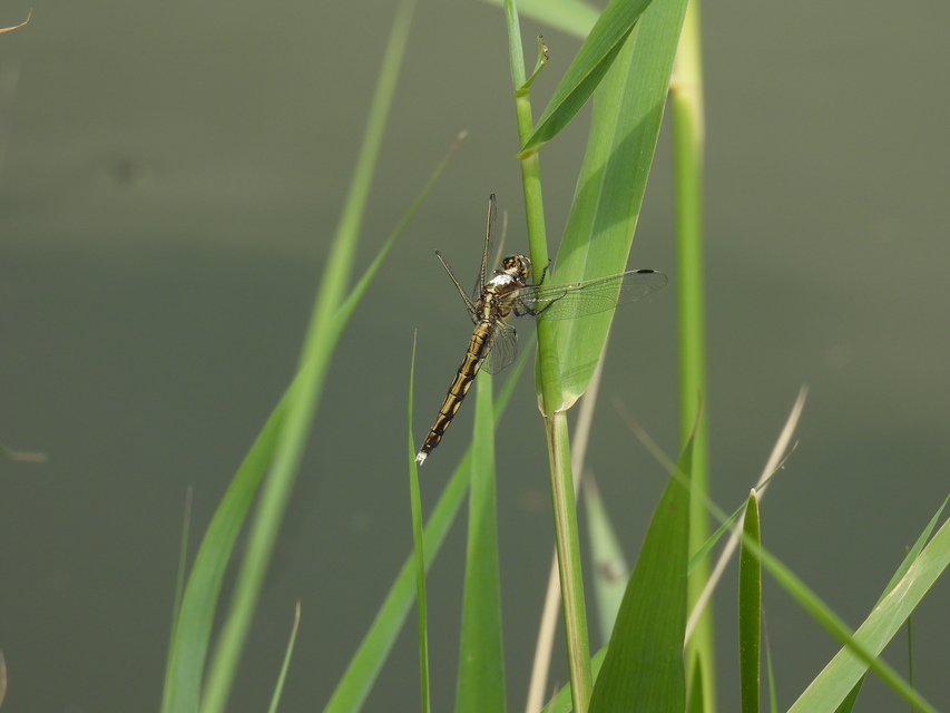Orthetrum albistylum - fehérfarkú pásztorszitakötő