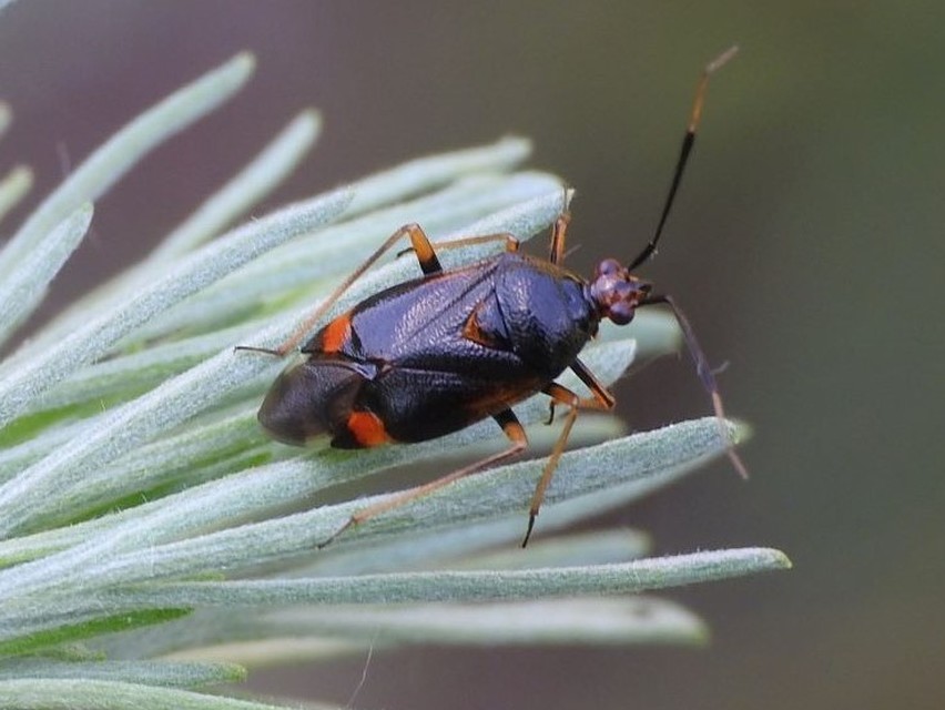 Deraeocoris ruber - vöröses mezeipoloska
