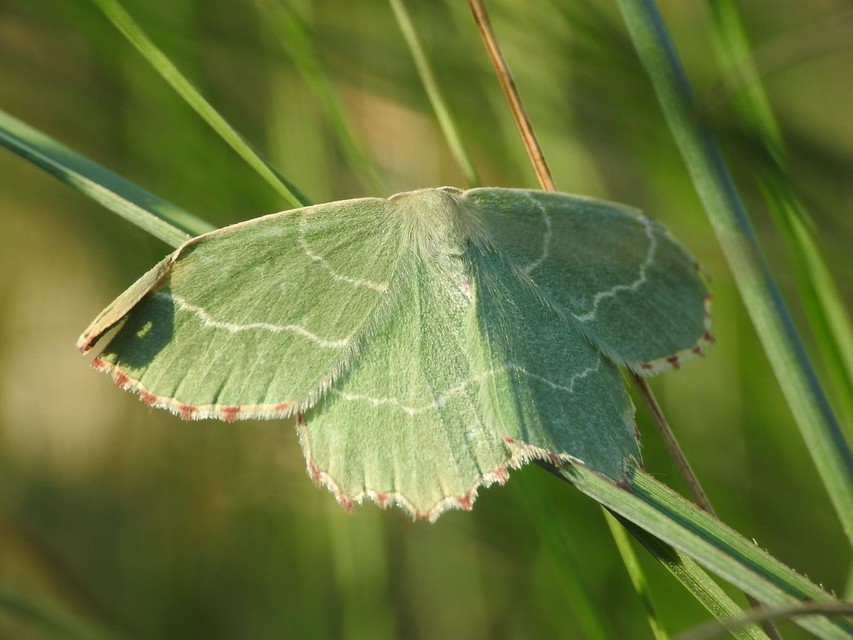 Thalera fimbrialis - csipkésszélű zöldaraszoló