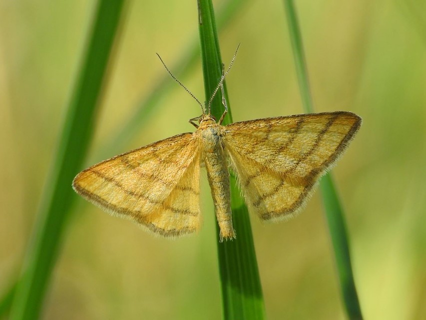 Idaea aureolaria - aranyos sávosaraszoló