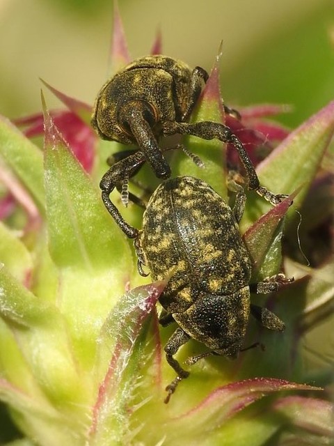 Larinus sturnus - aszat-púderbarkó