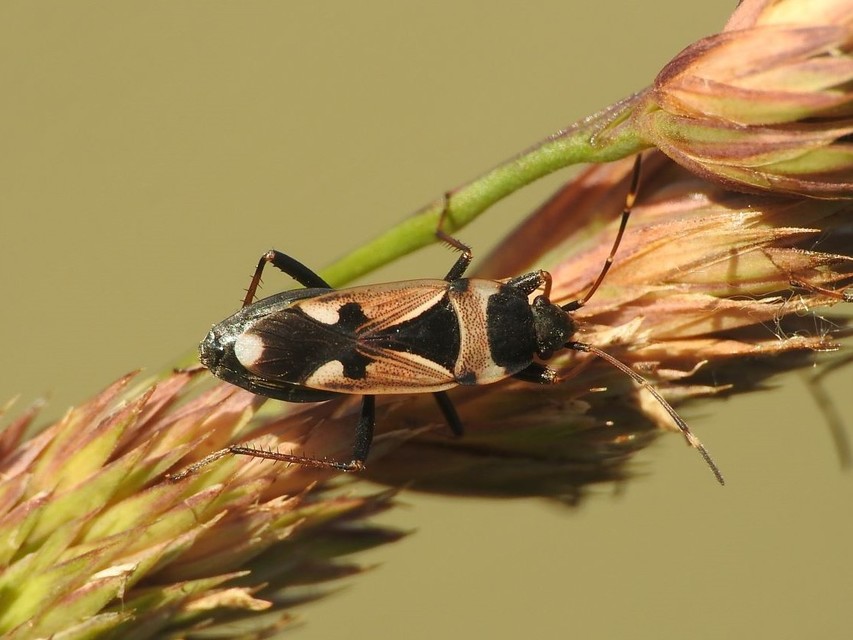 Raglius confusus