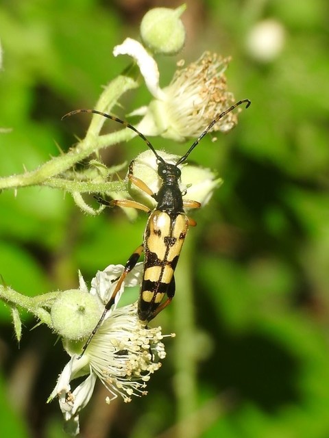 Rutpela maculata - tarkacsápú karcsúcincér