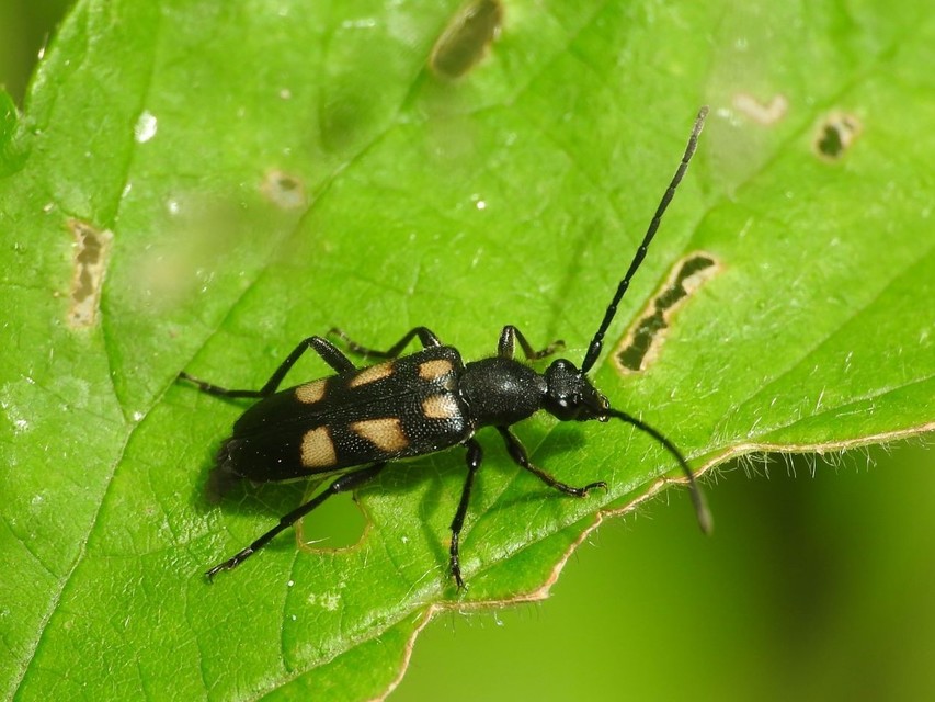Anoplodera sexguttata - foltos virágcincér