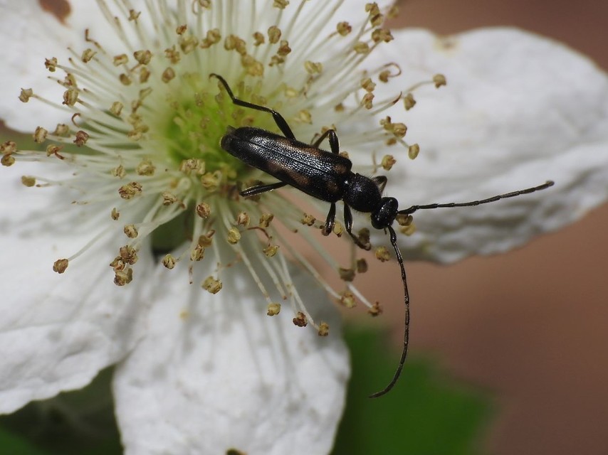 Anoplodera sexguttata - foltos virágcincér