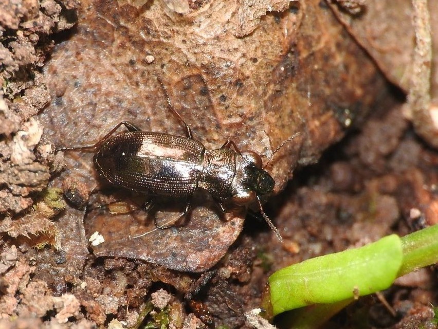 Notiophilus rufipes - vöröslábú szemesfutó