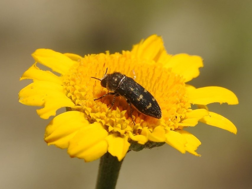 Acmaeoderella flavofasciata - sárgacsíkos zömökdíszbogár