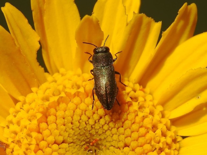 Anthaxia millefolii - cickafark-virágdíszbogár