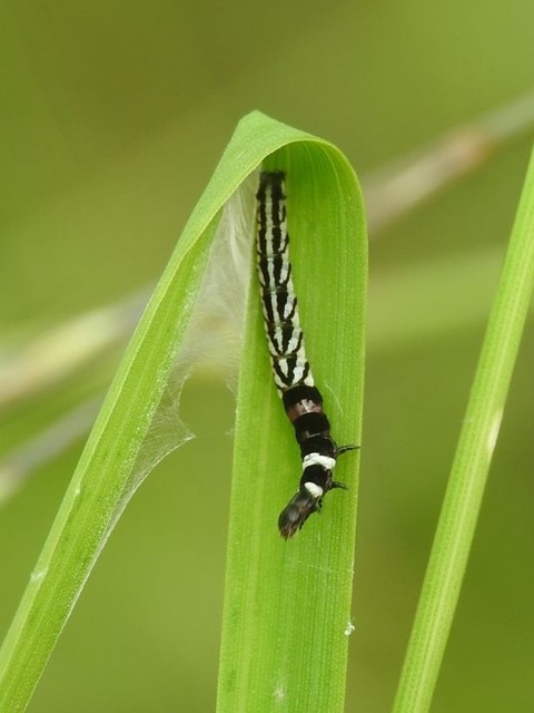 Helcystogramma triannulella - szuláksodró lápimoly