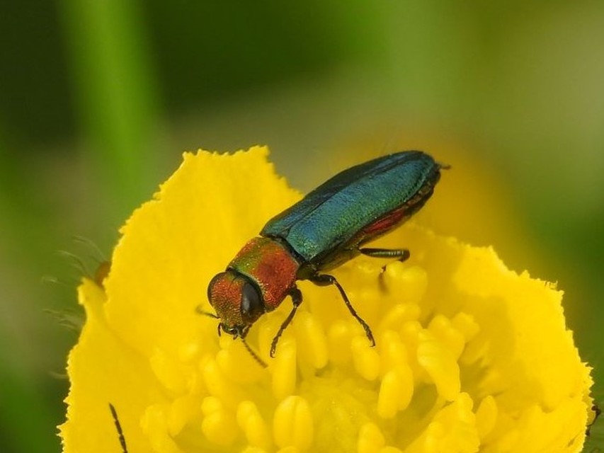 Anthaxia nitidula - ragyogó virágdíszbogár