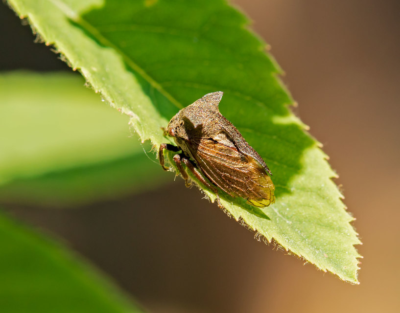 Centrotus cornutus - szarvaskabóca