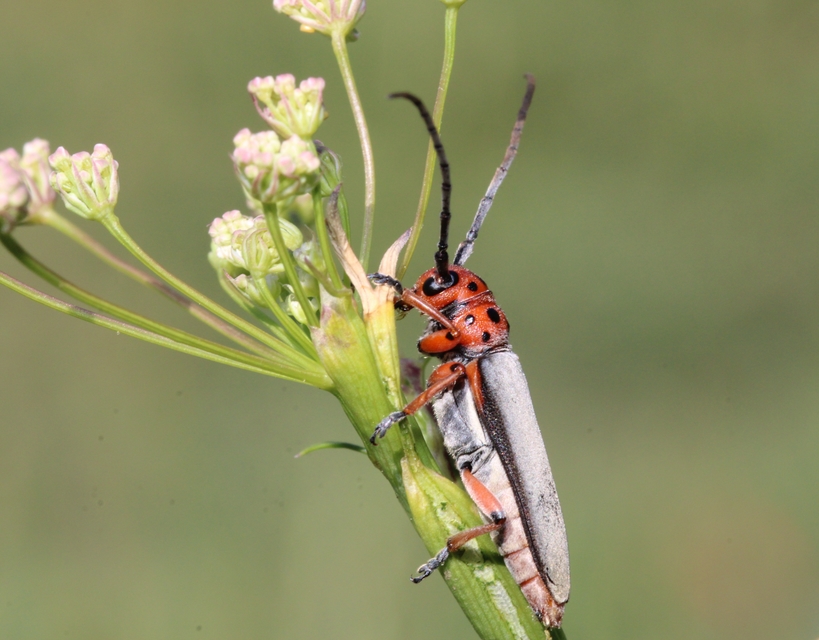 Phytoecia argus - árgusszemű cincér