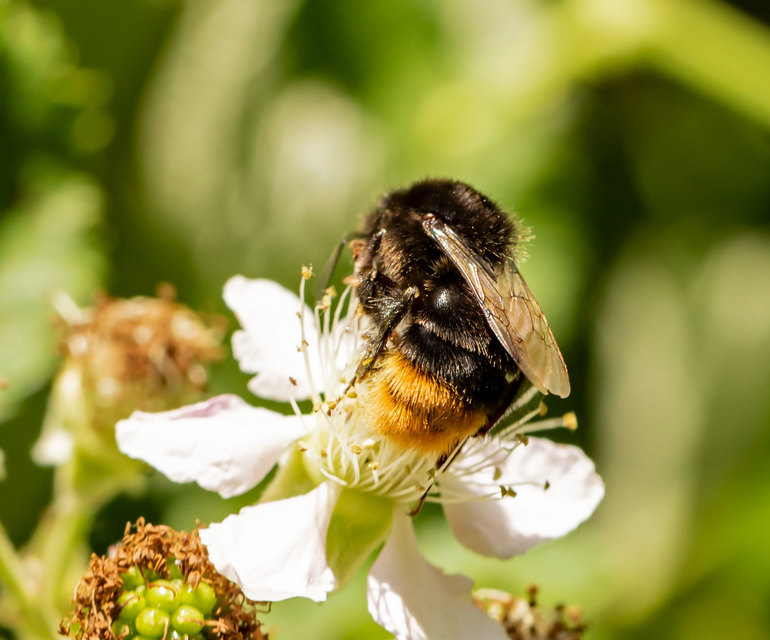 Bombus lapidarius - kövi poszméh