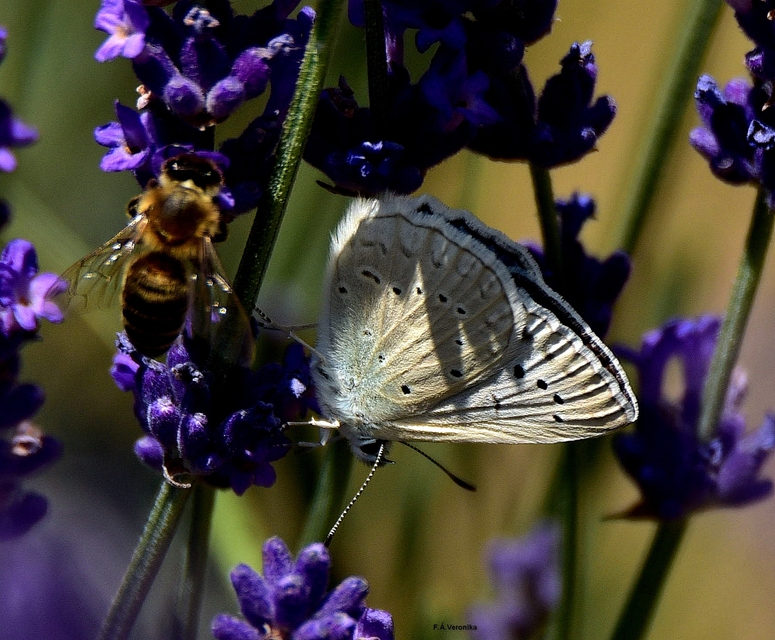 Polyommatus daphnis - csipkés boglárka