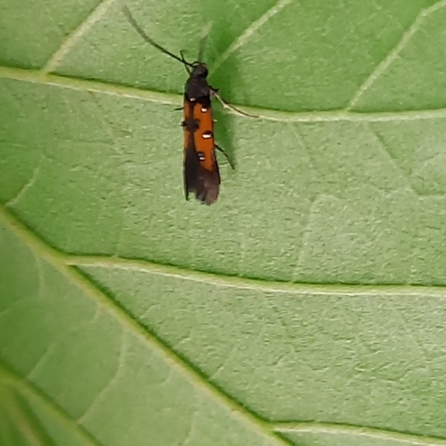 Chrysoclista linneella - pompás lándzsásmoly