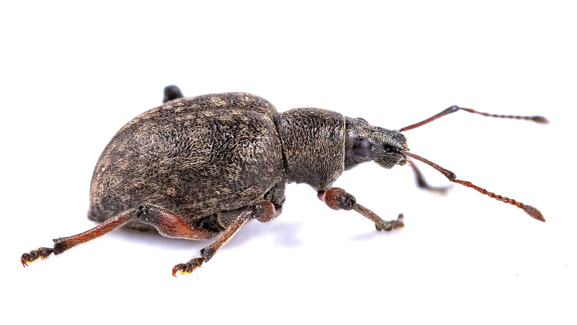 Dodecastichus mastix - lécesorrú gyalogormányos