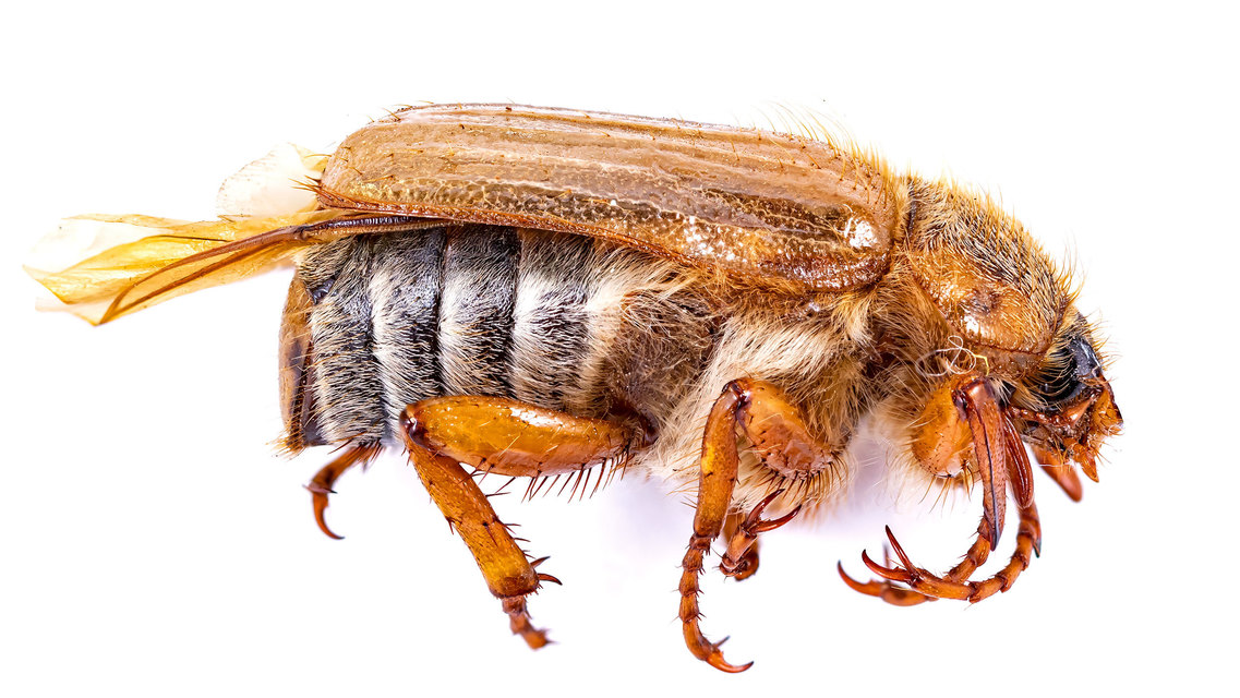 Amphimallon solstitiale - bordás sárgacserebogár