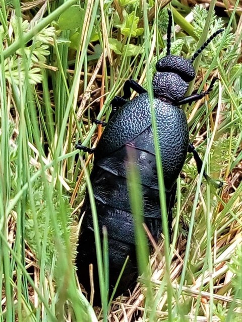 Meloe cicatricosus - óriásnünüke