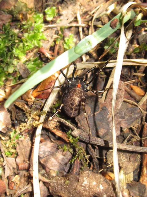 Egaenus convexus