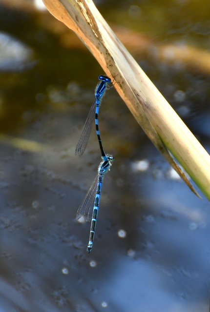 Coenagrion scitulum - mediterrán légivadász