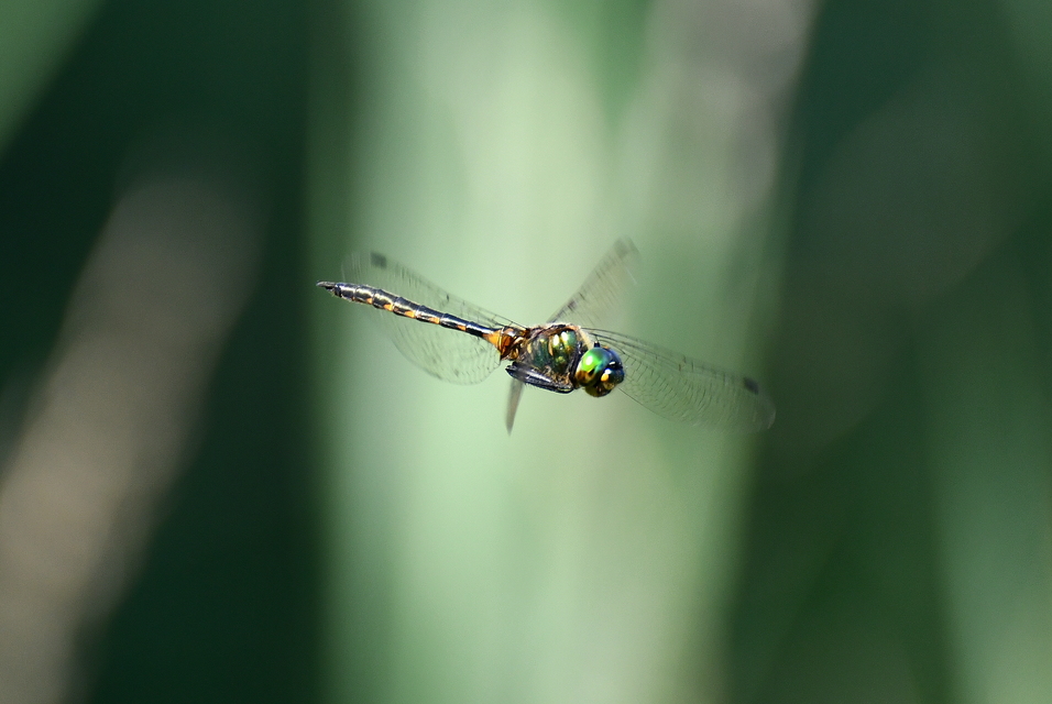 Somatochlora flavomaculata - sárgafoltos smaragdszitakötő