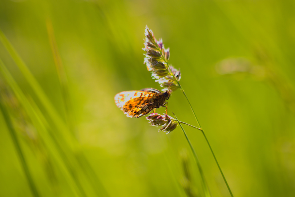 Boloria selene - fakó gyöngyházlepke