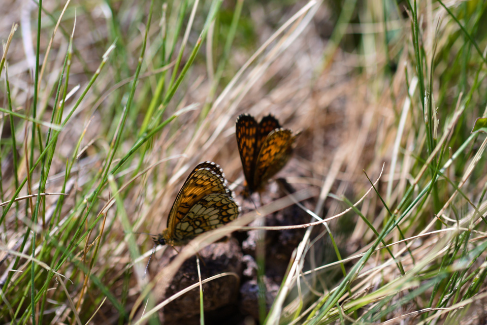 Melitaea aurelia - recés tarkalepke