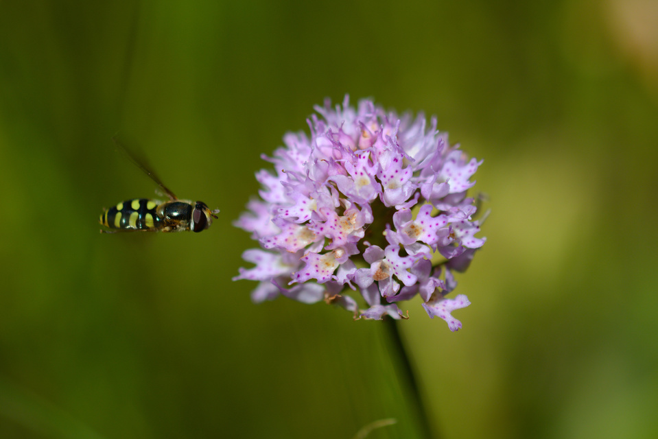 Eupeodes