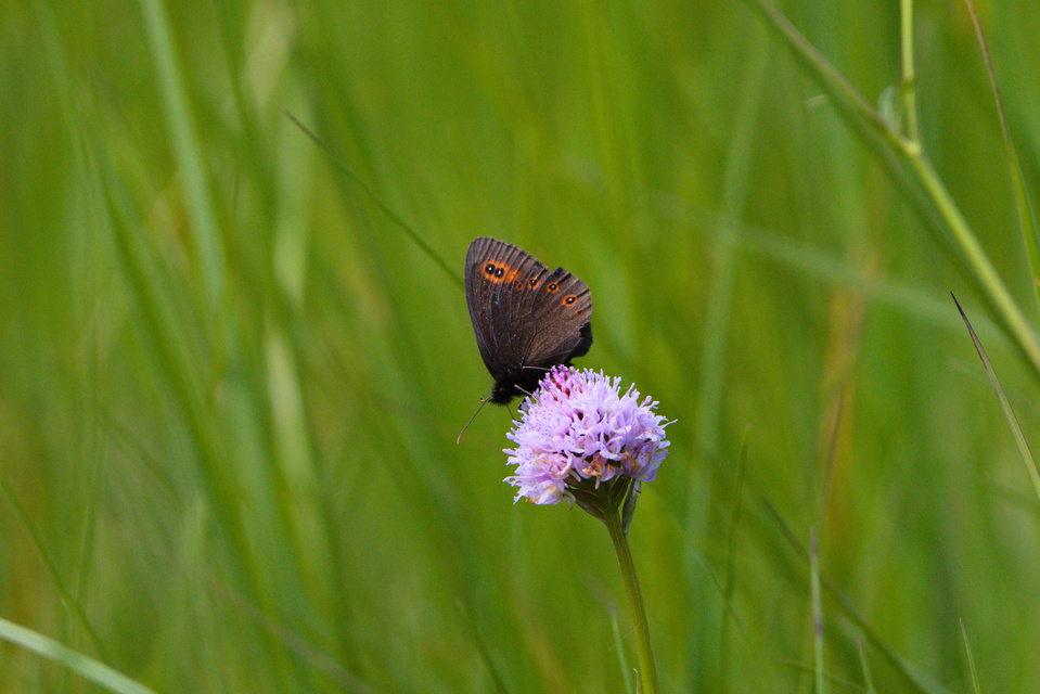 Erebia medusa - tavaszi szerecsenlepke