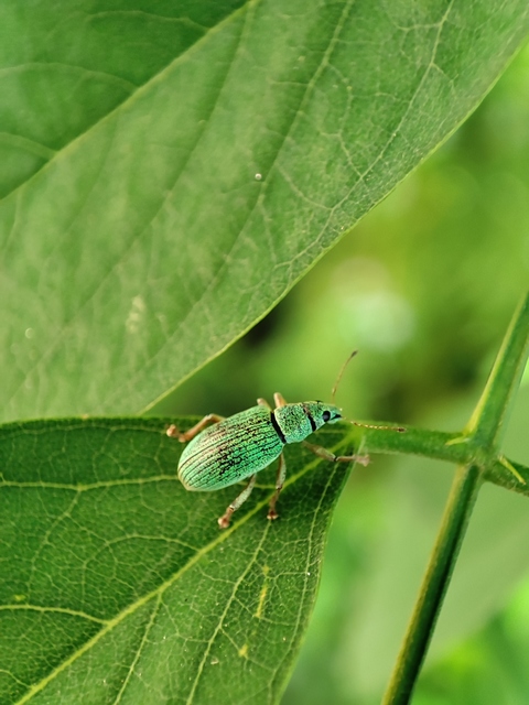 Polydrusus formosus - selymes lombormányos