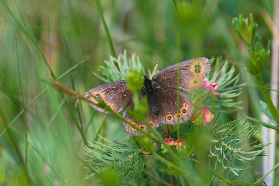 Erebia medusa - tavaszi szerecsenlepke