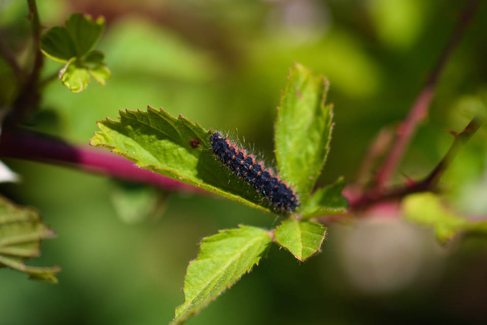 Saturnia pavoniella/pavonia