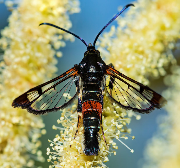 Synanthedon formicaeformis - hangyaszitkár