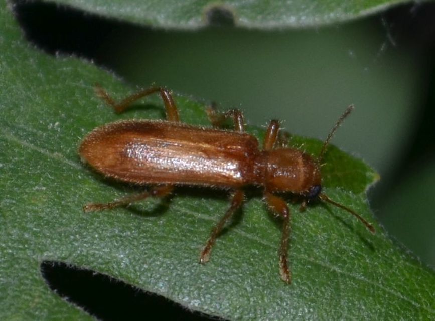 Opilo pallidus - sárga szúfarkas