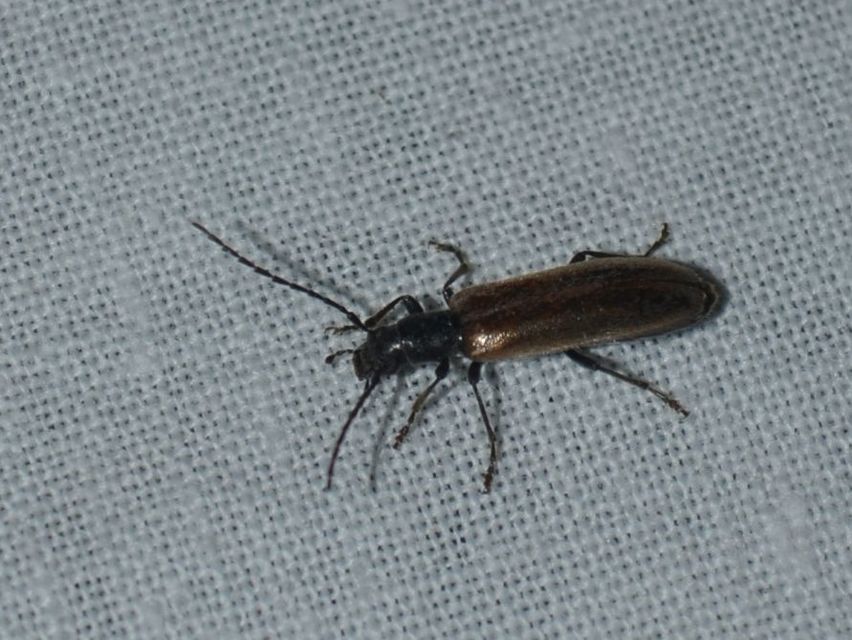 Sparedrus testaceus - szőrös álcincér