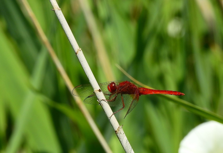 Crocothemis erythraea - skarlát szitakötő
