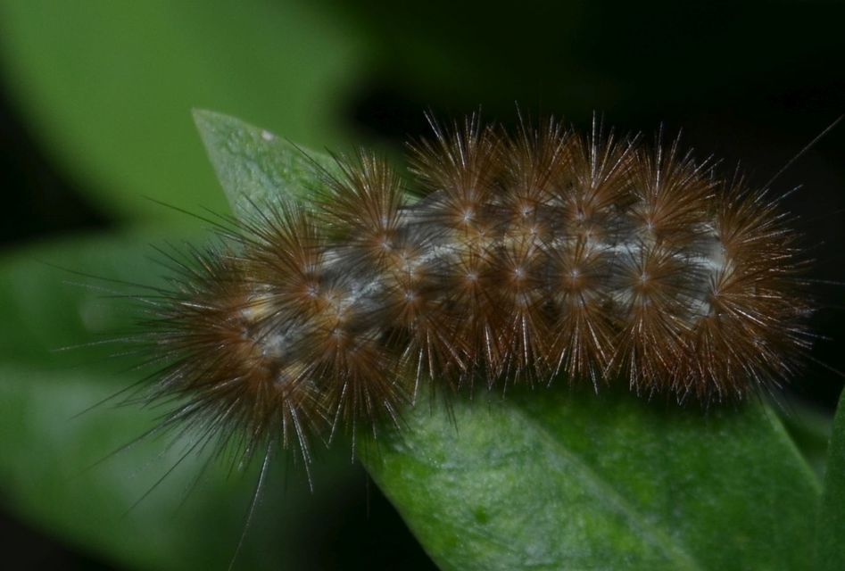 Spilarctia lutea - sárgás medvelepke
