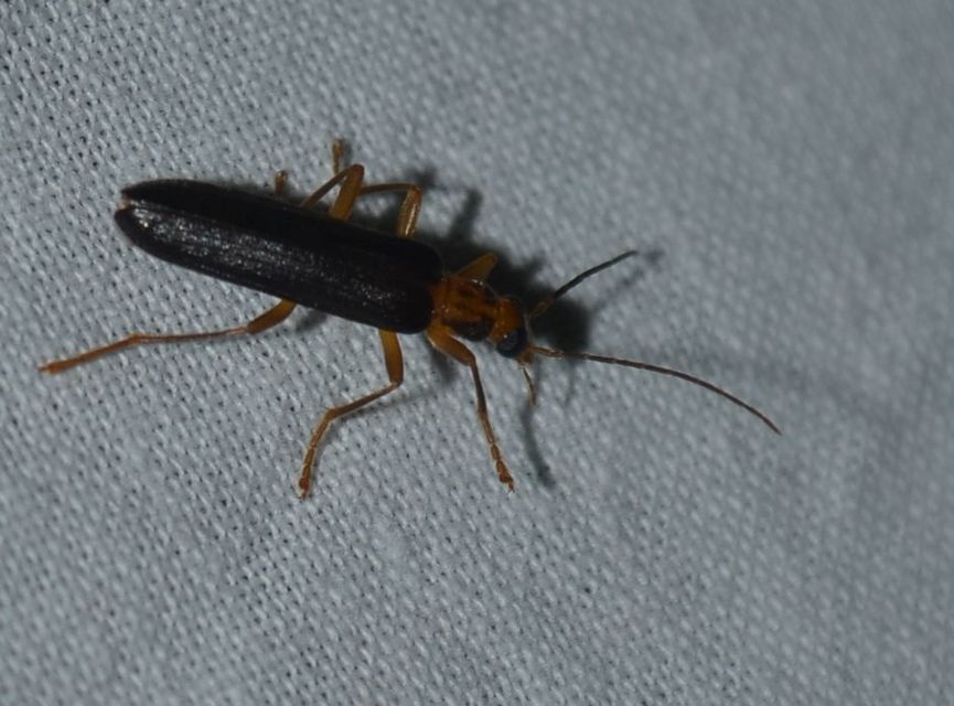 Nacerdes carniolica - karnóliai álcincér
