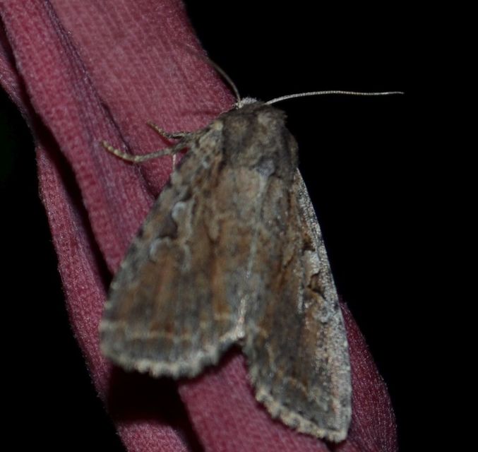 Apterogenum ypsillon - ipszilon-erdeibagoly