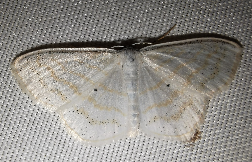 Scopula caricaria - mocsári fehéraraszoló