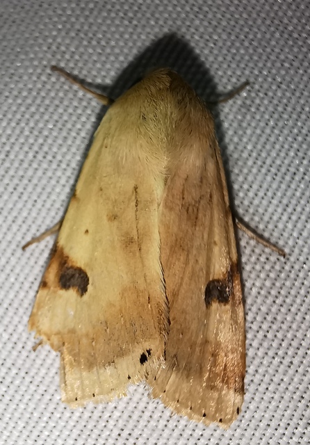 Heliothis peltigera - nagy veteménybagoly