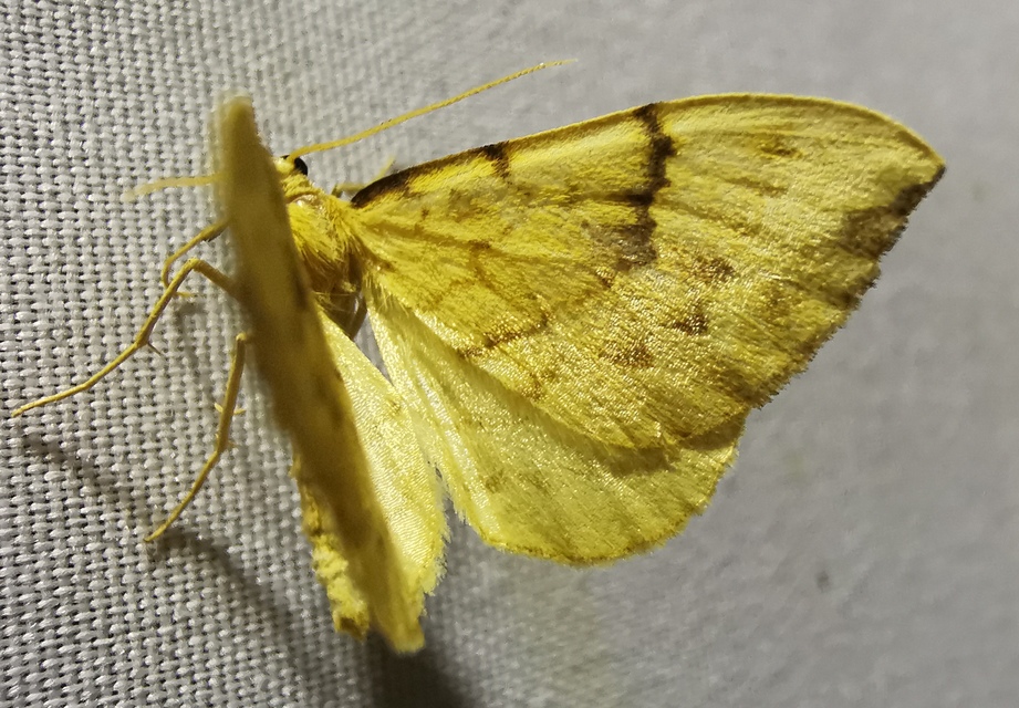 Eulithis pyraliata - sárga galajaraszoló