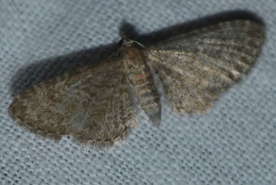 Eupithecia haworthiata - rozsdástestű törpearaszoló