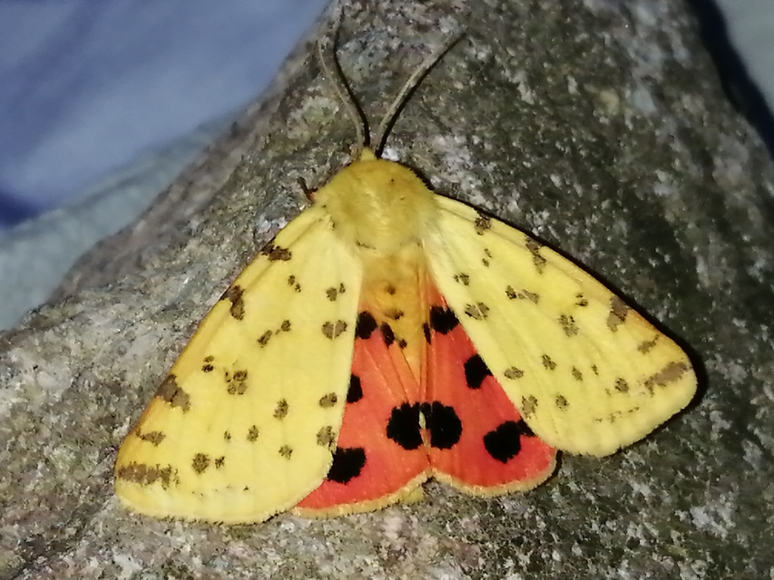 Rhyparia purpurata - bíborszínű medvelepke