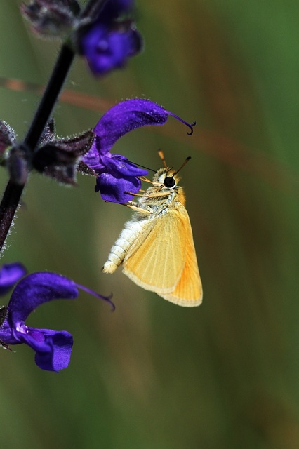 Thymelicus lineola - vonalas busalepke