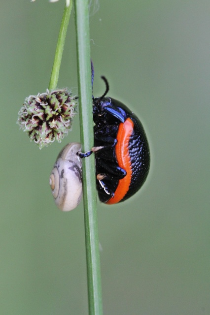 Chrysolina rossia - trapézhátú szegélyeslevelész