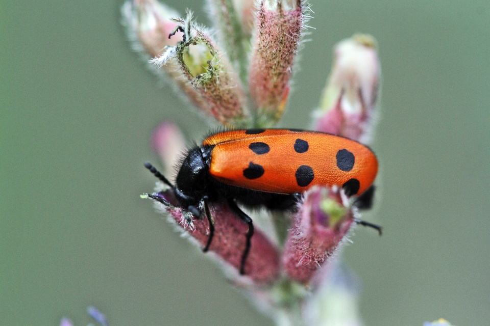 Mylabris crocata - pettyes hólyaghúzó Mylabris crocata - pettyes hólyaghúzó