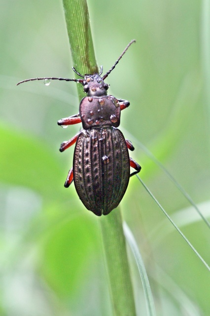 Carabus cancellatus - ragyás futrinka