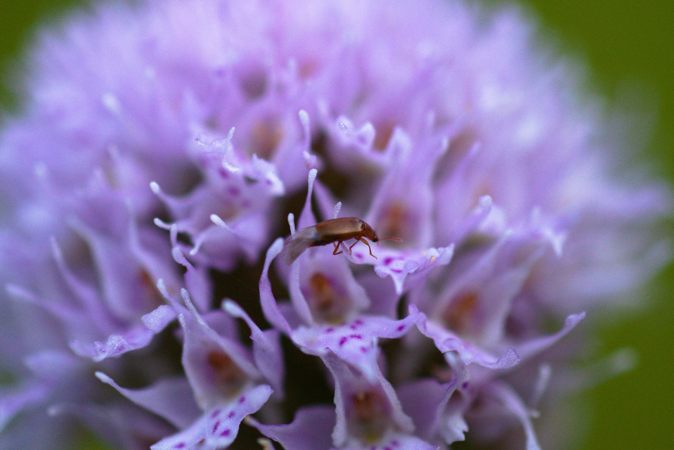 Eusphalerum