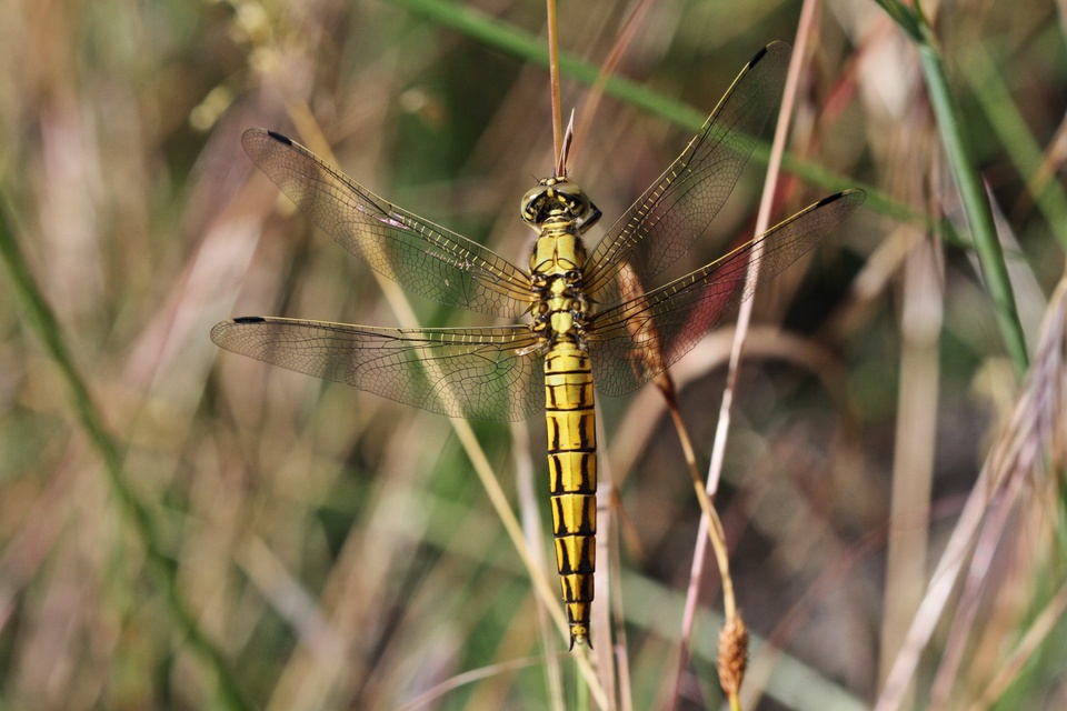 Orthetrum cancellatum - feketefarkú pásztorszitakötő